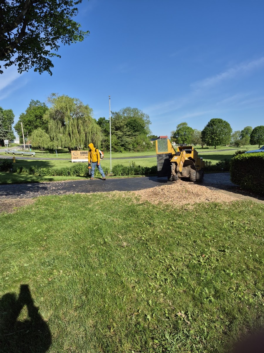 Tree work